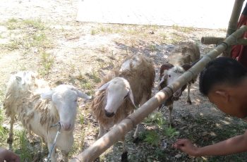 Semangat Berkurban: SMP Cahaya Qur’an Gelar Penyembelihan Hewan Qurban Idul Adha 1446 H